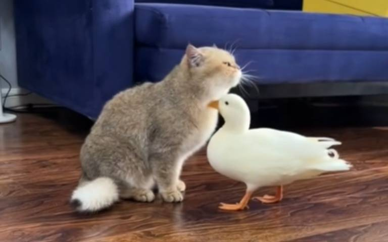 養鴨有什麼好處? 飼主笑曝功能…當貓咪的不求人