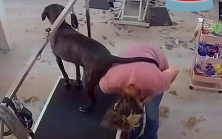 為你洩屎！寵物美容師替狗狗剪指甲　沒注意到一個小舉動「排泄物從天而降」