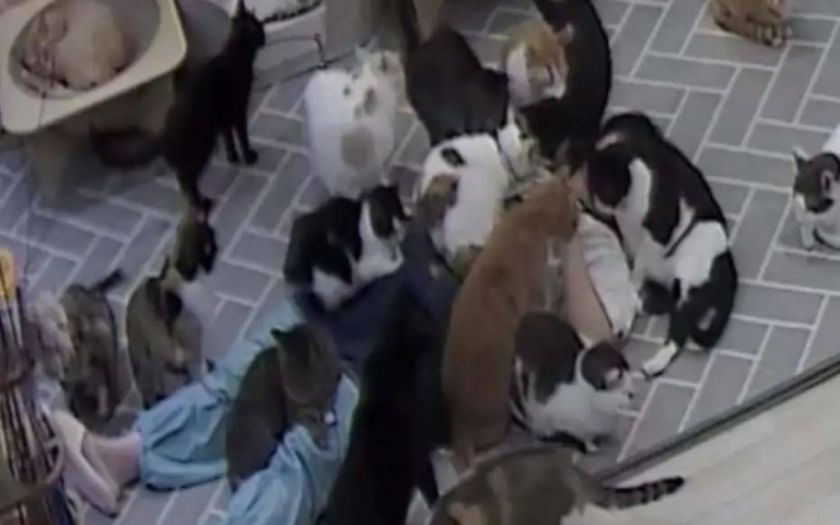 貓咪咖啡廳熟睡竟獲得最暖喵喵被　貓貓大軍「從頭蓋到腳」超萌畫面曝光