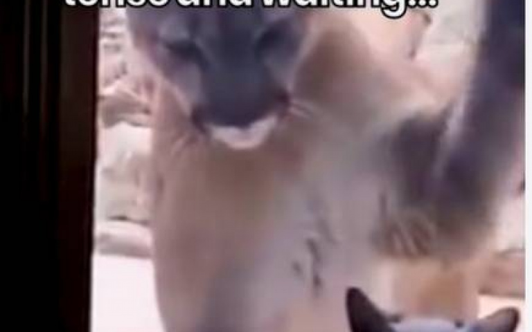 把你從晚餐菜單裡移除！　美洲獅獲人類救援後態度大變化