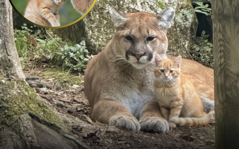 巨獅在前…橘貓不怕死喵一聲！　牠誤認是走失小孩直接叼走