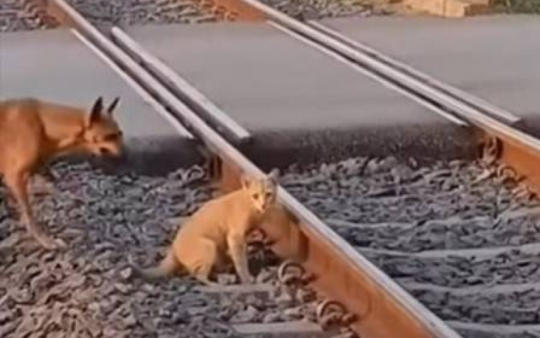 差幾秒就會變成肉餅！　狗狗扮英雄「一口叼走貓咪」驚險畫面曝光