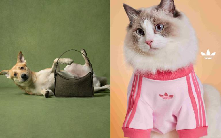 毛孩時尚太犯規！adidas三葉草寵物系列可愛爆擊、每一套都想買…PEDRO紀念冊把愛拍進照片裡
