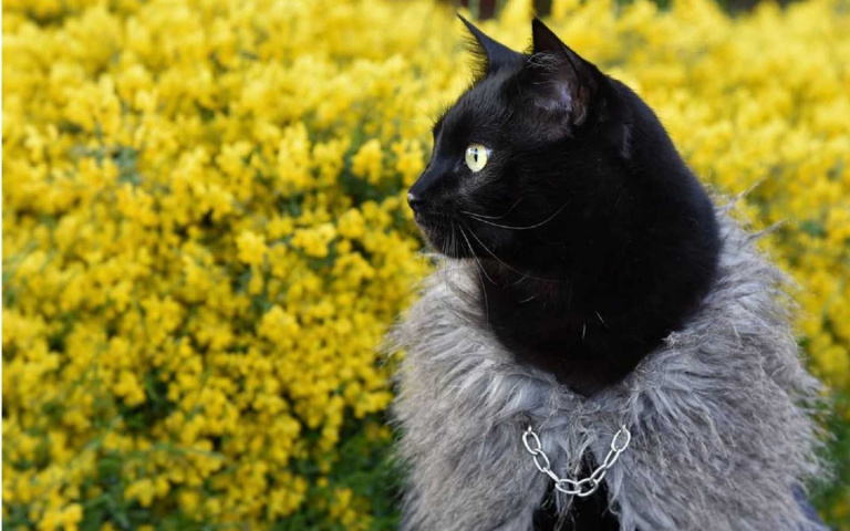 真正Catwalk來了!全世界都是牠的伸展台