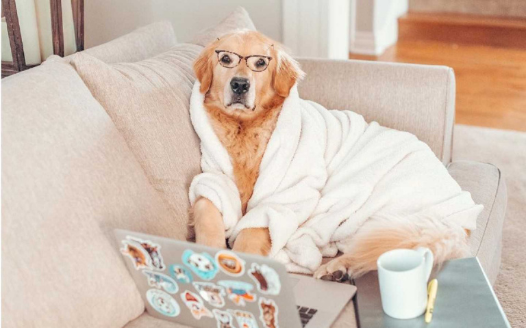 這就是狗生巔峰!這幾隻黃金獵犬跟對主人,生活就是這樣樸實無華!