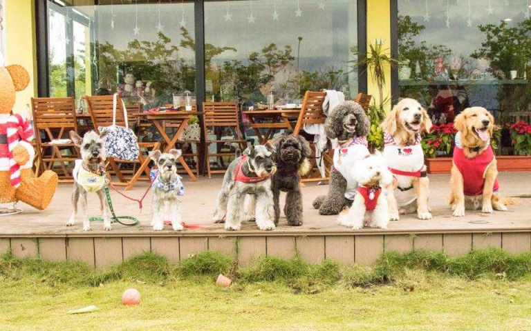 跟寵物一起去吃大餐或喝個下午茶~全台寵物友善餐廳推薦!