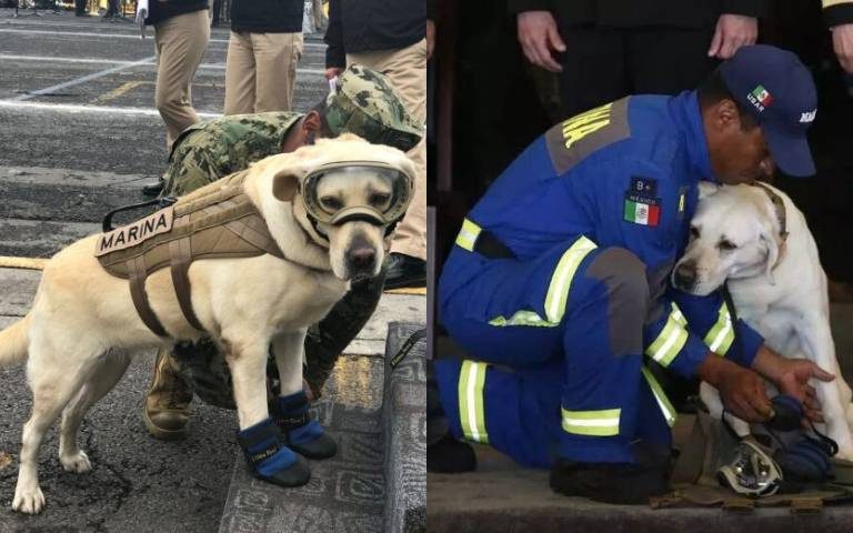 曾救出50多條命!搜救犬光榮退休「一生奉獻給人類」,「裝備換玩具」終於能當普通狗!