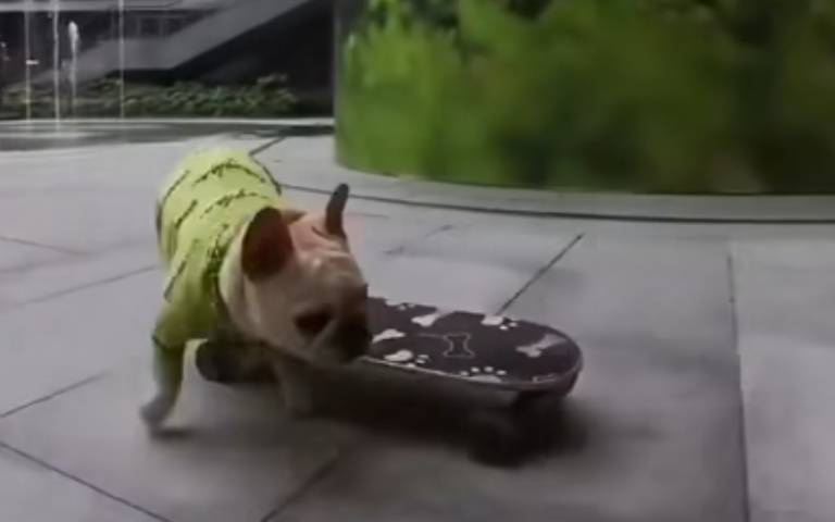 超狂狗狗大秀滑板技　網友看完影片全服了：為此而生