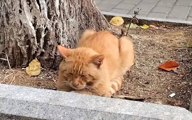 大橘為勇！校園內險遭浪犬攻擊遇橘貓挺身對峙　女大生連買貓條「謝學長」
