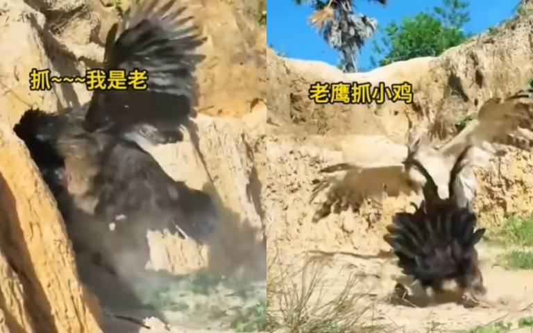 為母則強你懂不? 老鷹捉小雞「母雞剽悍護子」