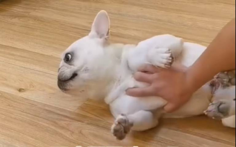 隔道門就兇到不行! 門一開狂犬秒變操俗辣