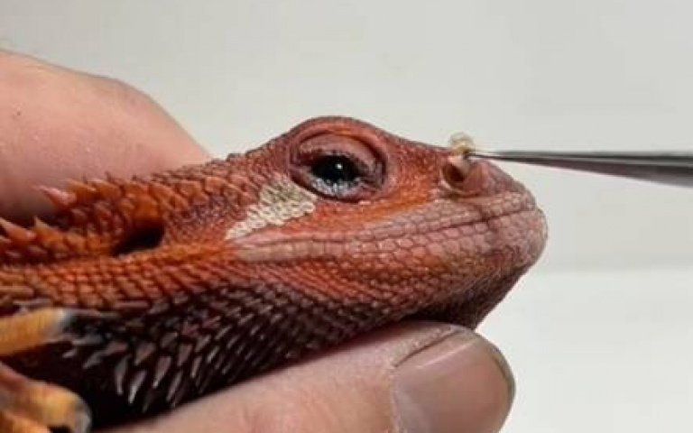 在挖鼻屎？鬃獅蜥「脫皮畫面曝光」　內行人提醒一件事