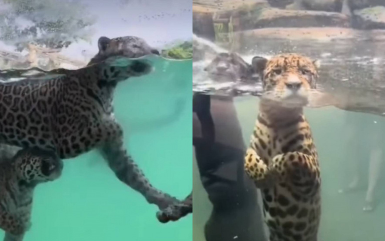 動物園在整理…花豹被移到這區! 全網笑翻:花豹變海豹