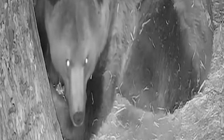 這會多痛？　刺蝟往大黑熊屁眼裡鑽…牠嚇到跳起來