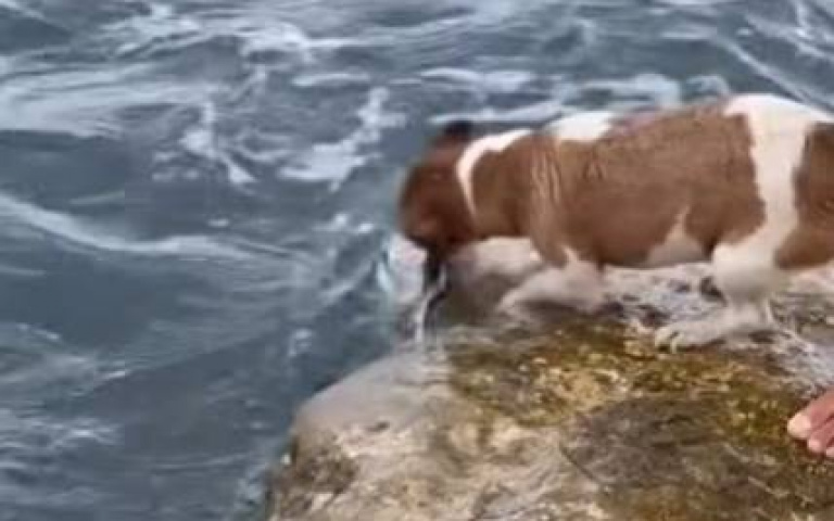 主人吐司丟水裡！　狗屏氣凝神「斬獲晚餐一份」