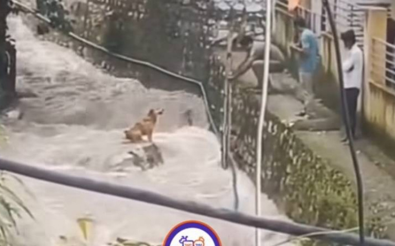 狗狗受困湍急水流！　男士們出手相救全網讚爆