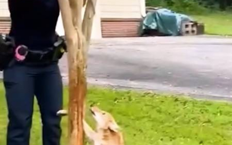 狗狗腳卡V型樹幹　警察先生阿姨出力幫忙獲讚