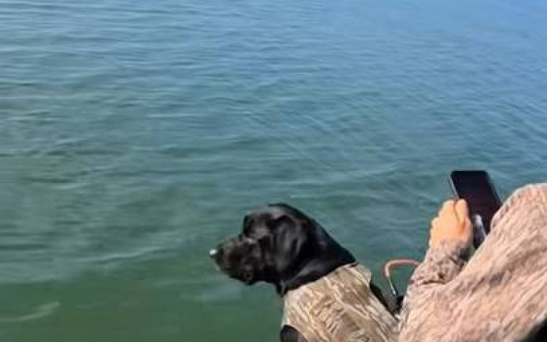 看到海豚冒出水面！　黑狗「肚子餓」跳下船想吃…結果只喝到海水