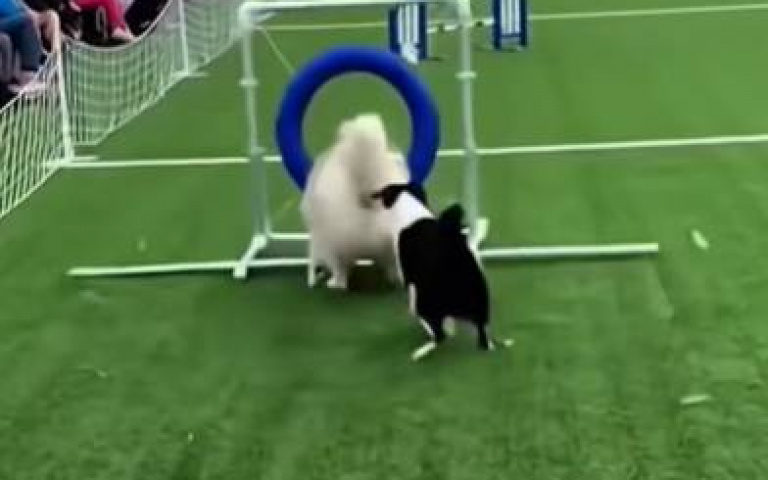 二哈玩障礙賽結果把賽道給毀了　網友傻了：根本坦克衝鋒