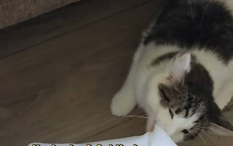 盲貓拆家？　把捲筒紙巾拉到客廳…原來是想做這件事