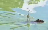 卡皮巴拉式衝浪？　網見大白鷺乘風破浪笑：連水豚也得去開Uber了
