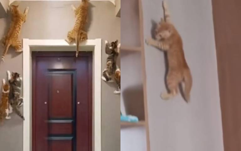 莫非是特務貓！？6隻毛娃飛簷走壁畫面驚呆網友