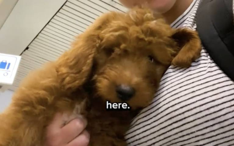 哪裡應徵？飛行保母日常大公開　夢想工作吸引網友