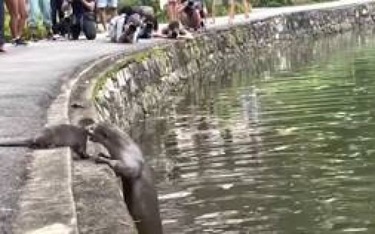 這就是長大！小水獺在岸邊不敢下水　媽媽心一狠咬著拉下水