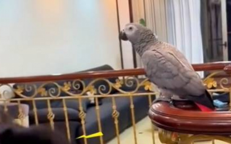 鸚鵡你真把自己當人？　對狗狗發號施令屢挫屢敗