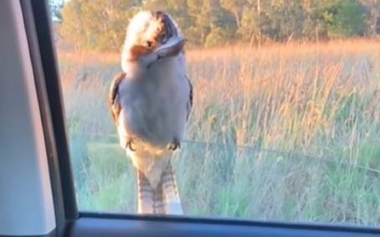 死賴著不走？　這款鳥「面帶微笑」討食畫面曝光