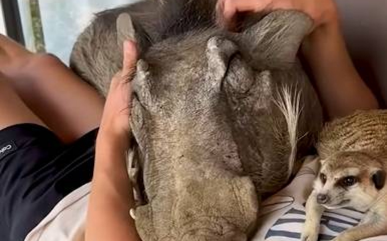 《彭彭丁滿歷險記》真實上演！？　疣豬、狐獴和人類躺在沙發上Chill