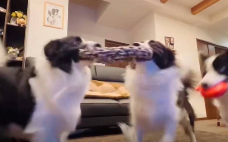 邊牧爭玩具！　同伴一旁跟著「喊燙」耍寶畫面曝光了