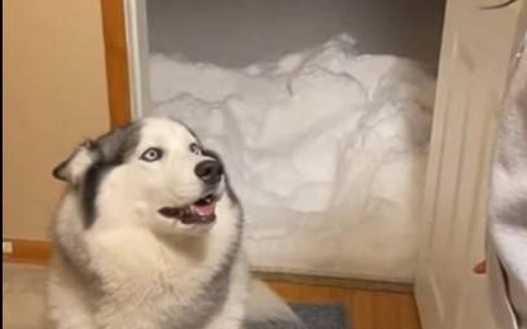 小白羊進屋了！　牠做一動作「變身成哈士奇」