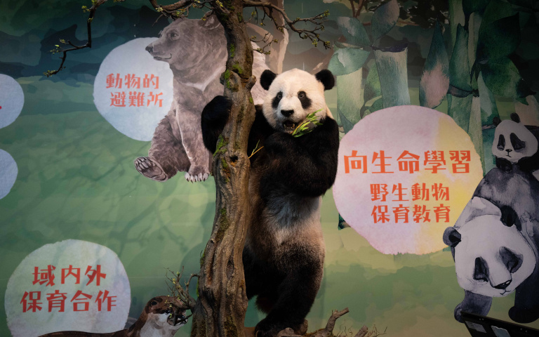 動物園「瀕危動物故事館」開展！帶你了解穿山甲、無尾熊等13種保育物種！