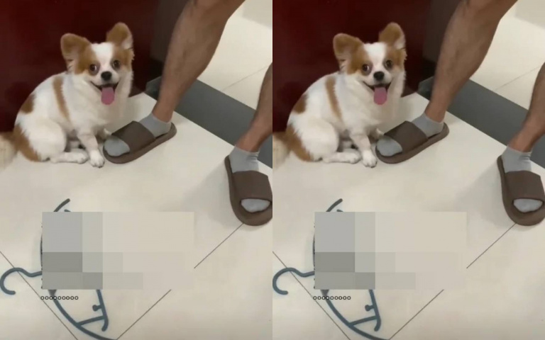 超貼心！與男友吵架正在罵對方　愛犬竟叼衣架過來賤賤示意「還不動手嗎」