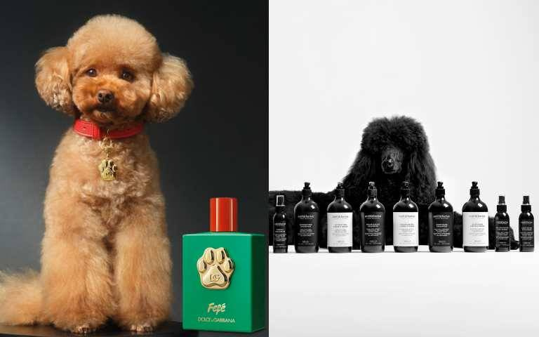 有毛小孩必收藏此篇！今年必收的寵物沐浴系列、寵物香氛通通在這，用心呵護你們家的毛寶貝就靠它們！