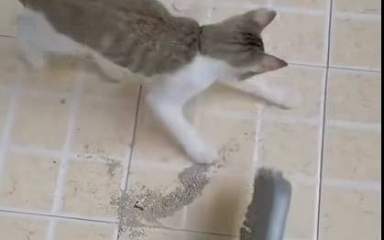 手賤喵喵！主人掃地牠專來搞破壞　網友給了一個好建議
