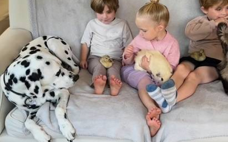 任何動物都歡迎光臨！　一戶人家「打開門」讓101忠狗、豬、鴨串門子