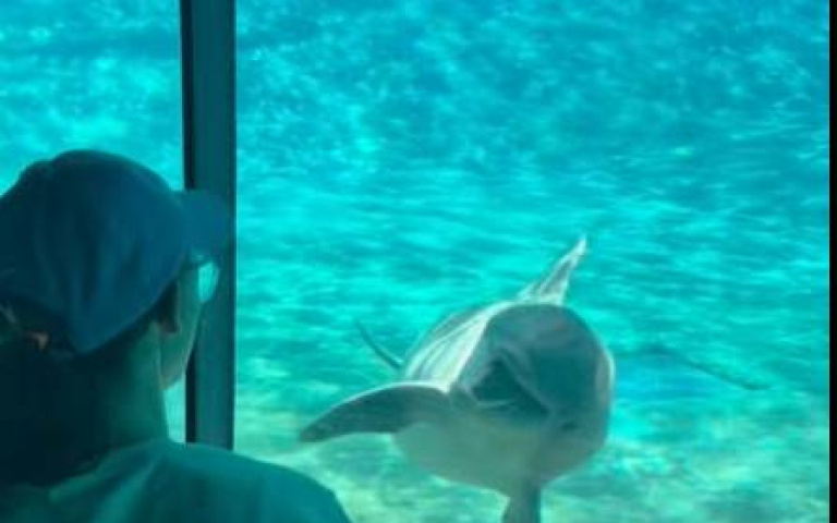 人類反客為主？進水族館「表演給海豚看」…逗得牠哈哈大笑