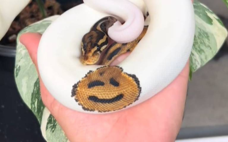 大蟒蛇擁有笑臉花紋超酷！內行人曝：基因突變引起