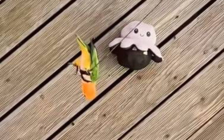 不可能的任務之特務鸚鵡！　垂降扒走娃娃手起刀落