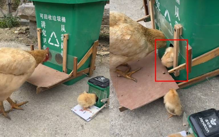 手工設計餵食器 網友一看細節全驚:小雞會不會被斬首?