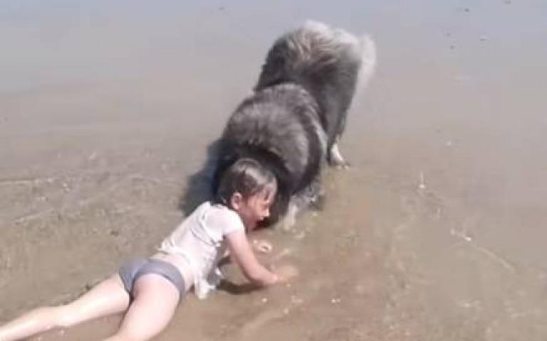 護主心切！大狗勾「怕女孩被浪沖走」　貼心扯衣領神救援