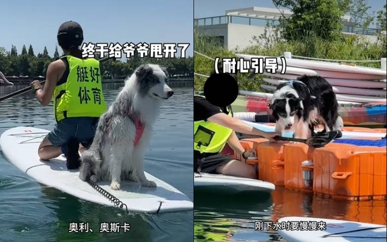 主人靠譜對邊牧來說有多重要? 牠倆划槳瘋狂落水最後索性不玩了