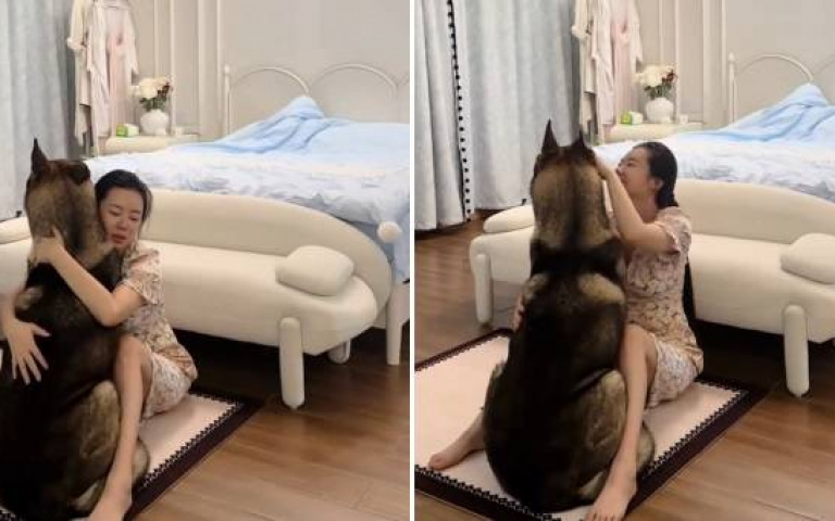 不用逞強了!退役警犬遇打雷躲媽懷裡求抱抱 飼主心疼:以前都沒表現出來