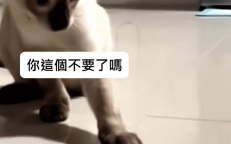 親手摧毀壁虎的尾巴　貓咪疑惑：這根你不要了？