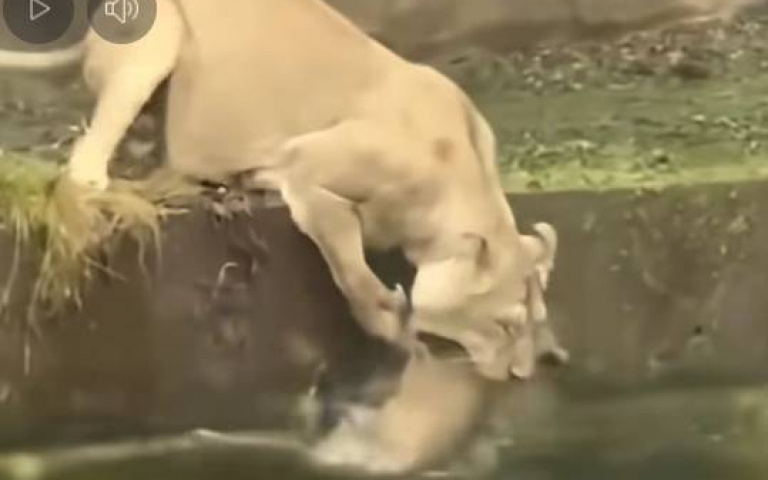 確定是親生？　母獅一把推兒進水裡「下秒慌了」開始亂救