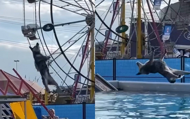 飛盤太難追？狗狗飛撲失敗「四腳朝天」落水！全網笑翻