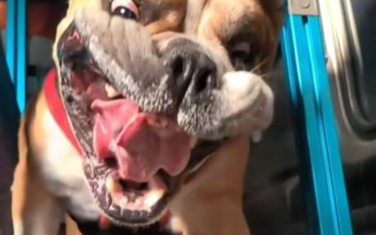 狗狗跑步機上激情奔馳！　慢動作畫面宛如搞笑片