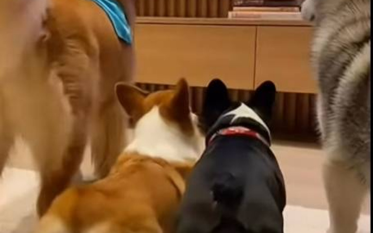 四狗在客廳搖臀狂歡　小貴賓一頭霧水：在幹啥？